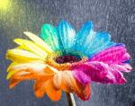 Crystalin - Beraterbild 