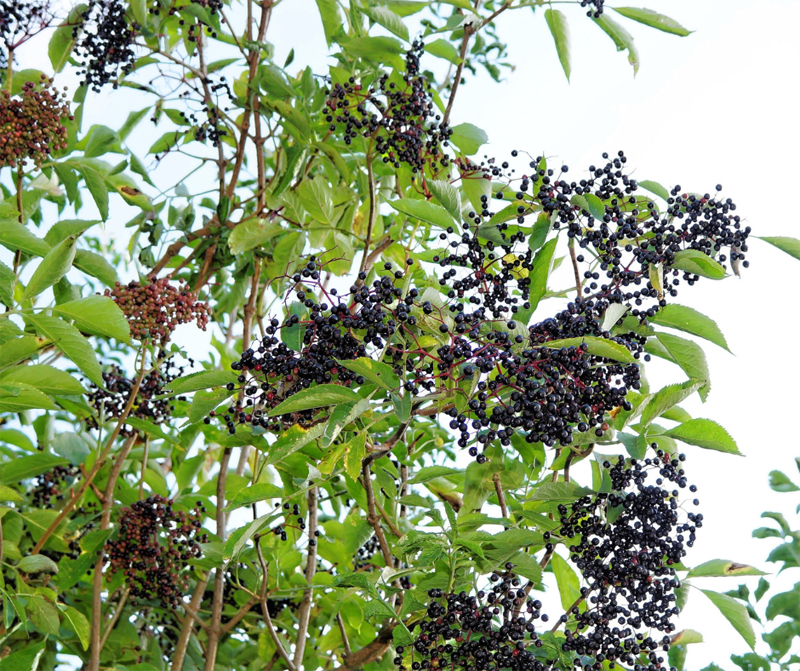 Der Holunderbaum