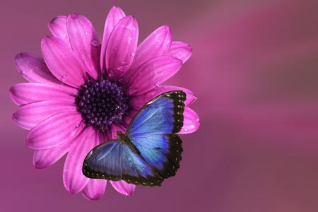 Das Krafttier Schmetterling – die ewige Wandlung.