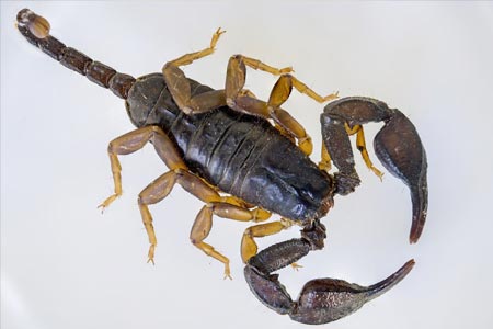 Das Krafttier Skorpion – der Wächter.
