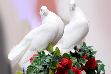 Das Krafttier Taube – Liebe und Frieden