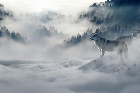 Das Krafttier Wolf – Nicht nur ein Anführer – sondern ein weiser Anführer.