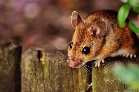 Das Krafttier Maus – Zweifel kommen auf.