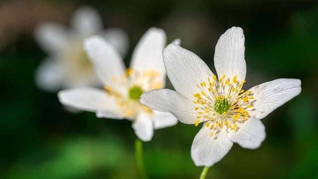 Die spirituelle Bedeutung des Monats April: Aufbruch, Erneuerung und Wachstum